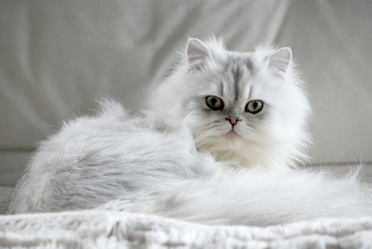 20 Cutest Cat Breeds of 2023