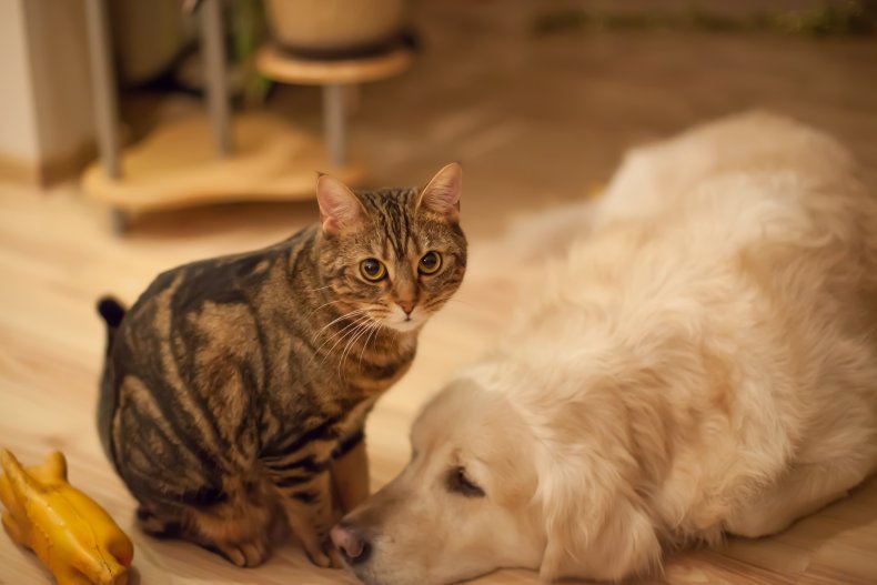 A brown tabby cat and golden retriever.