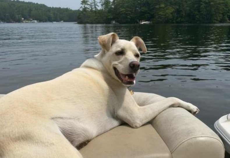 Labrador on a boat smiling