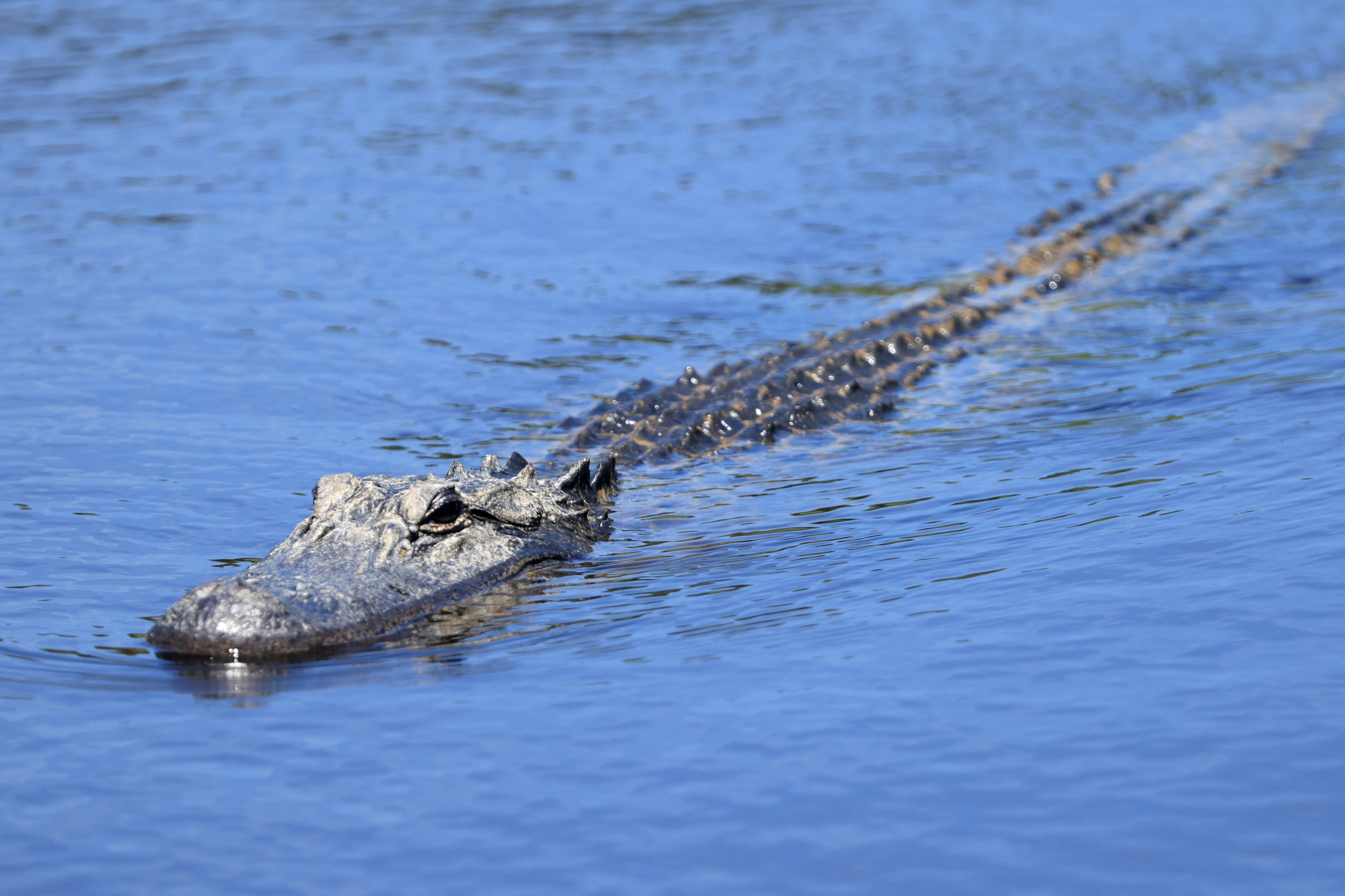 8-Foot Alligator Rescued From Neighborhood Storm Drain