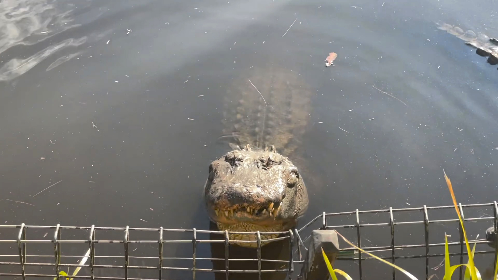 VIDEO: Mating Call of Half-Ton Gators Turns into 'Chorus of Lawn Mowers'