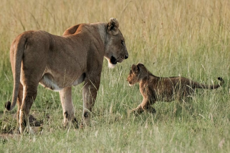 African Lion and her cub