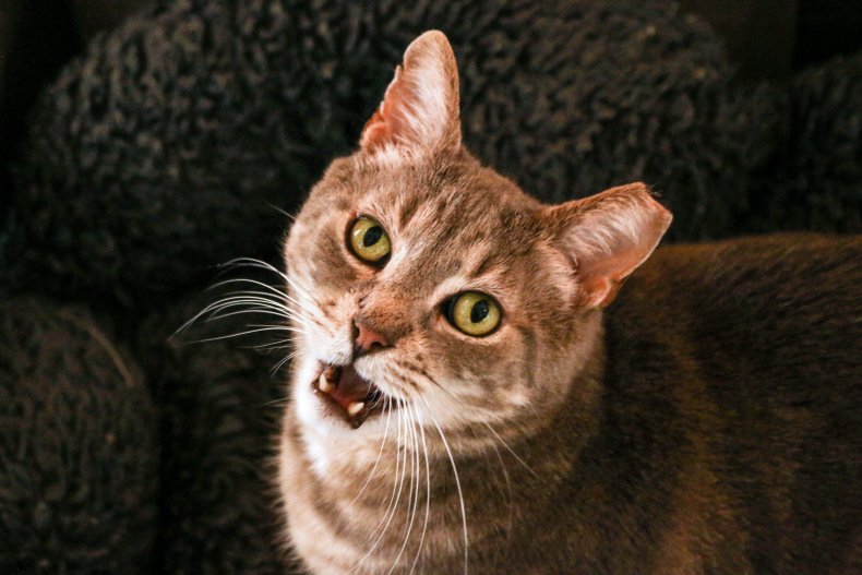 Cat's Meow