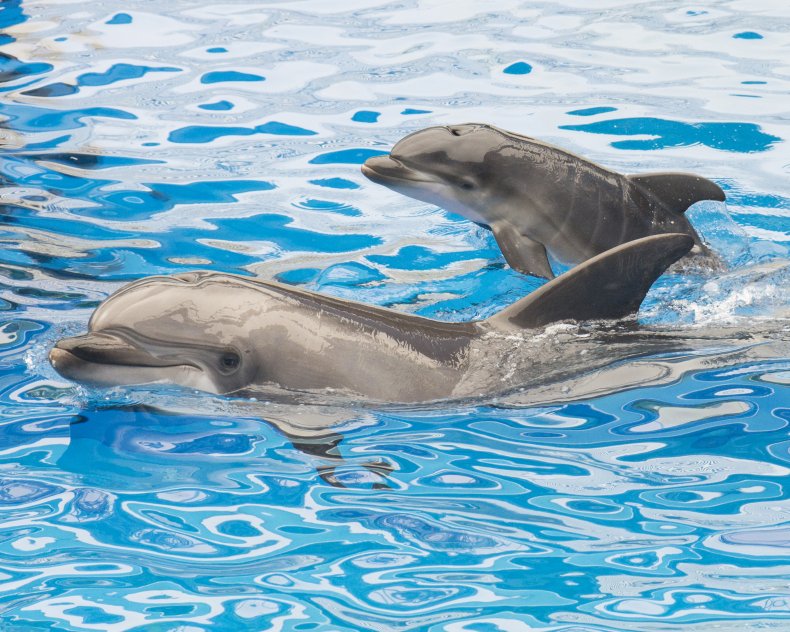 Dolphins
