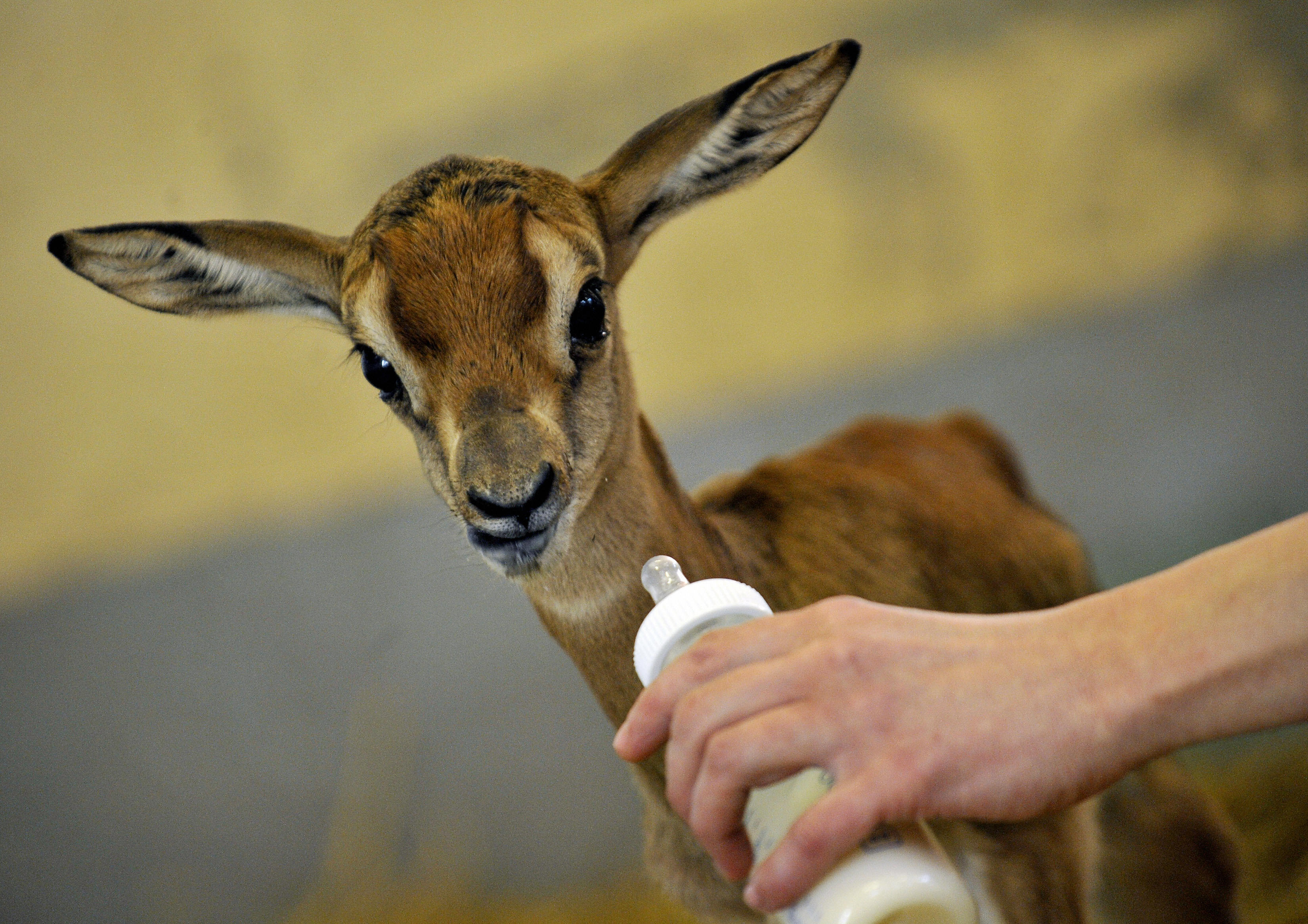 19 Animals That Stay With Their Parents the Longest