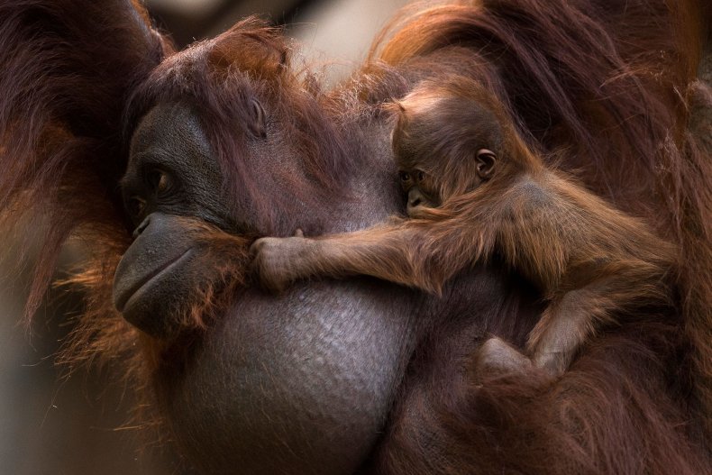Orangutans