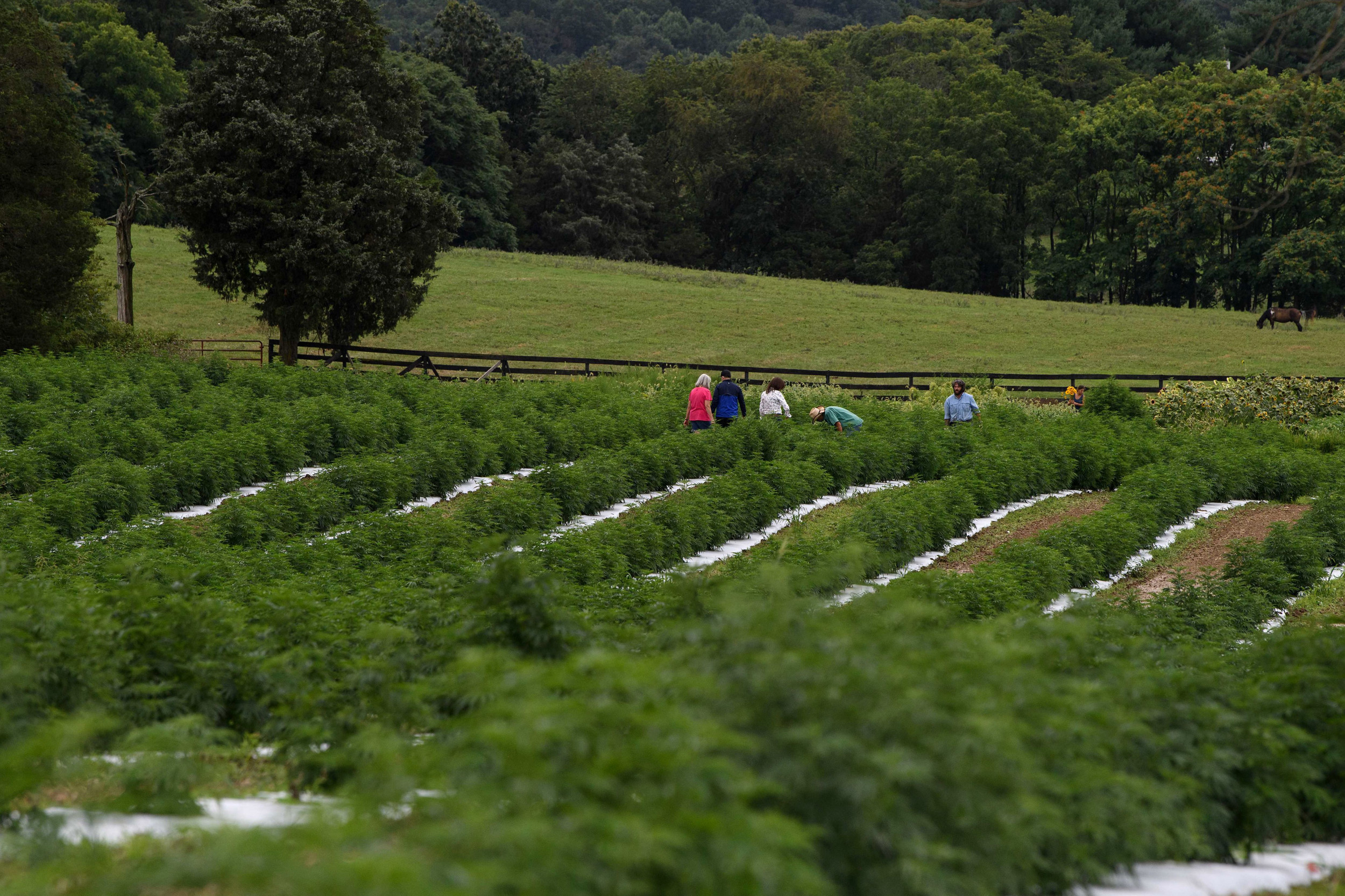 The Unintended Consequences of Legalizing Hemp Opinion