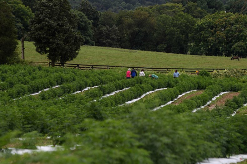 Virginia hemp farm