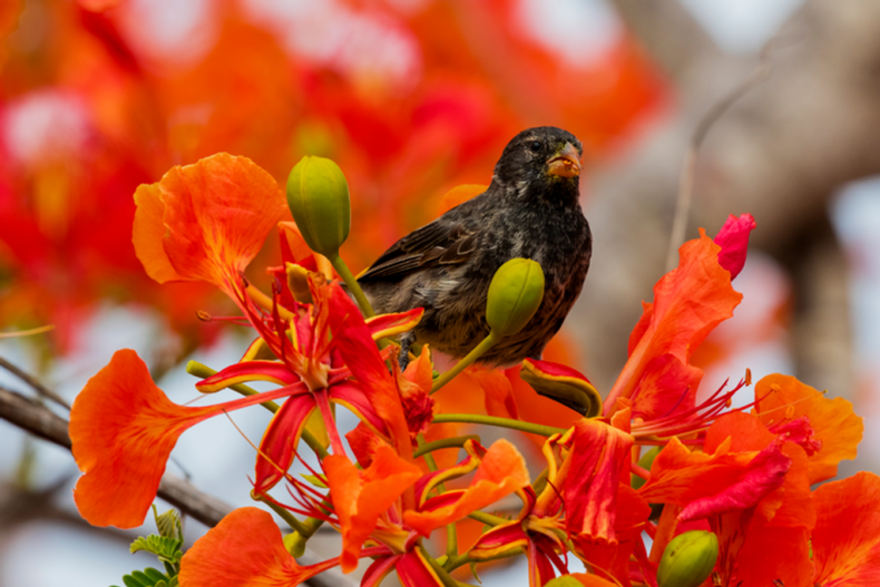 Ground Finch