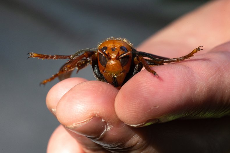 Washington Officials Find Second Murder Hornet Nest