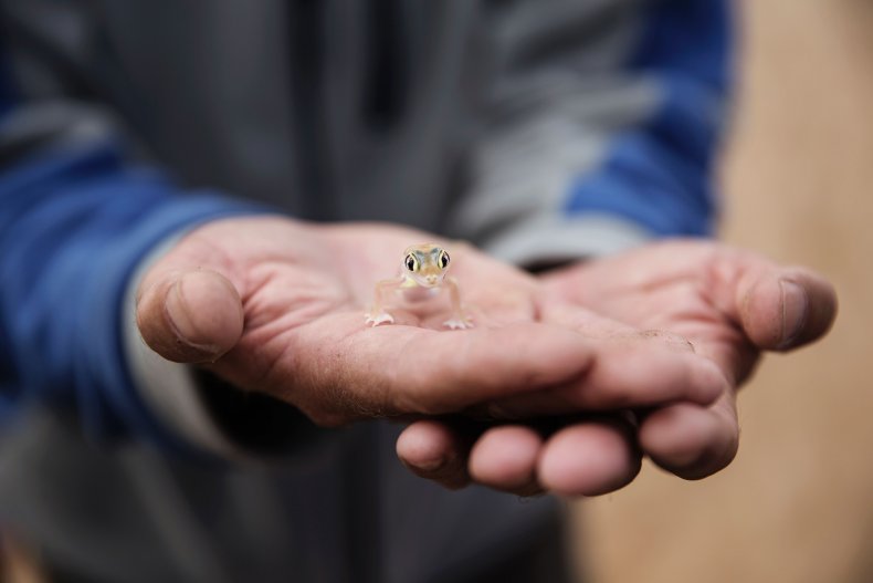 Small Gecko
