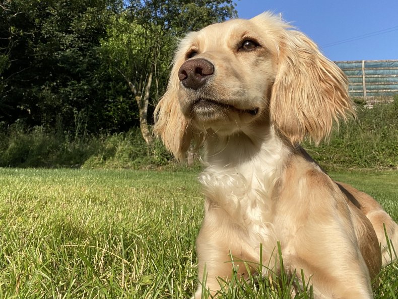 Viral Cricket Dog Dazzle