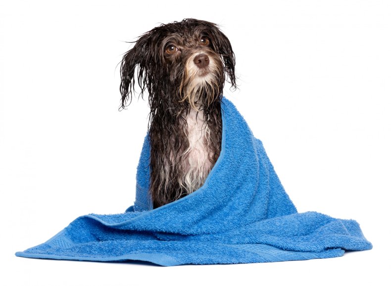 Wet dog wrapped in towel