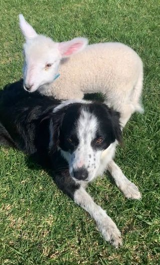 Dog lamb hot sale