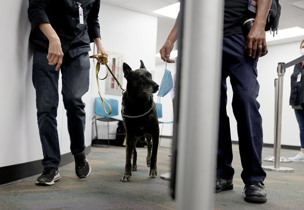 Dogs Canine COVID Miami Airport Sniff Test