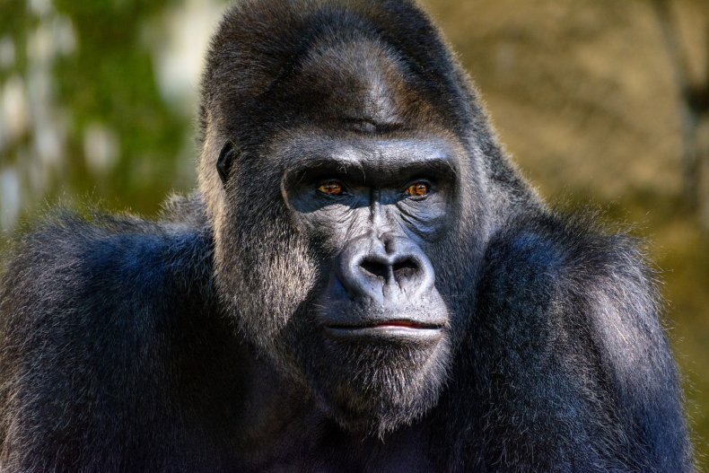 File photo of a gorilla. 