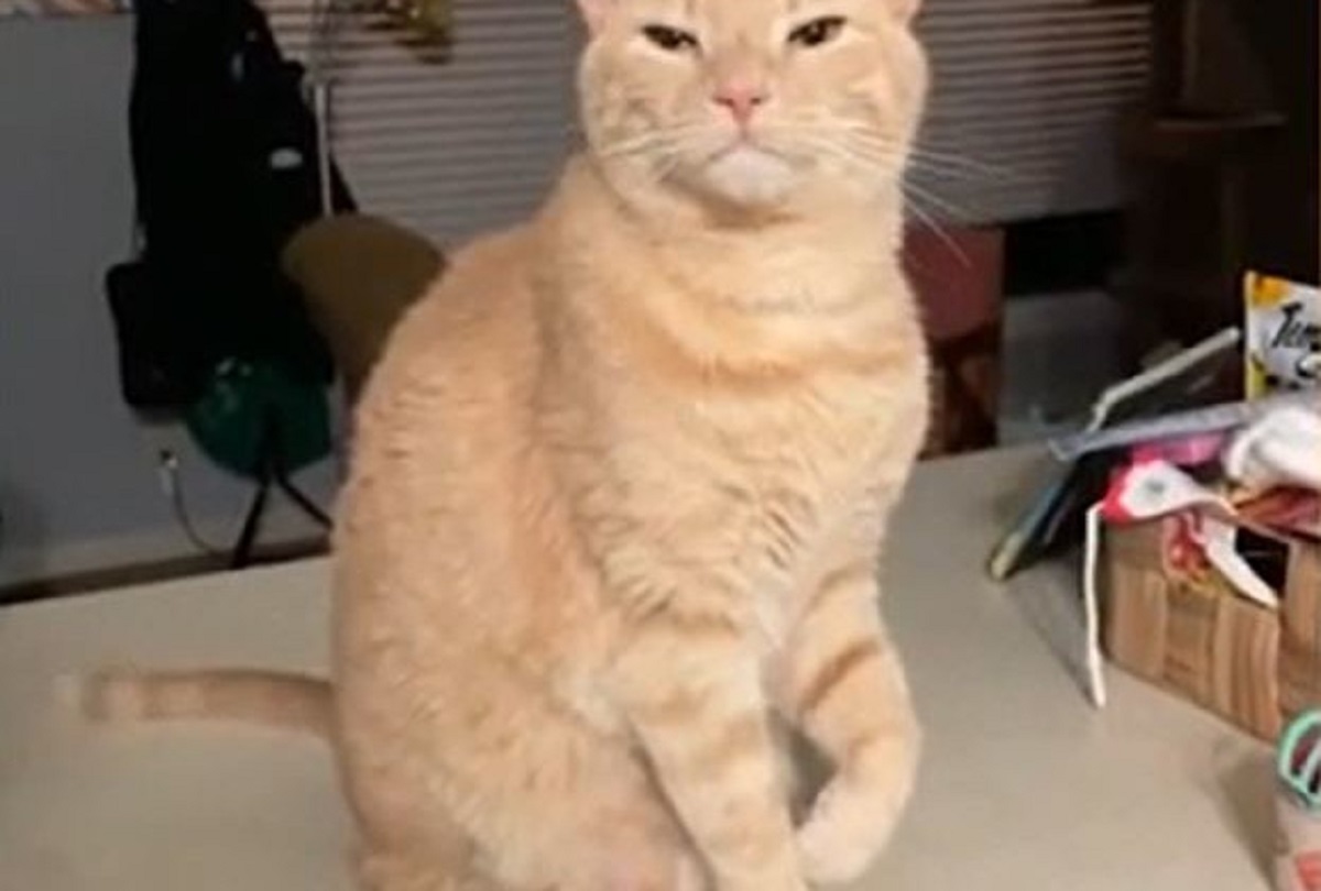 Cat Fakes Limp for Sympathy Before Hilariously Switching Paws