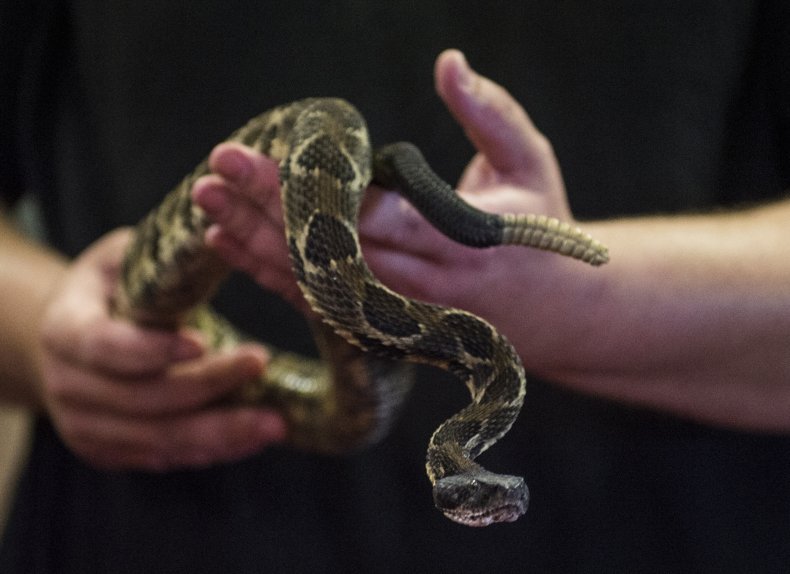 Timber Rattlesnake