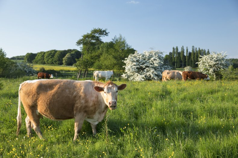 Cows