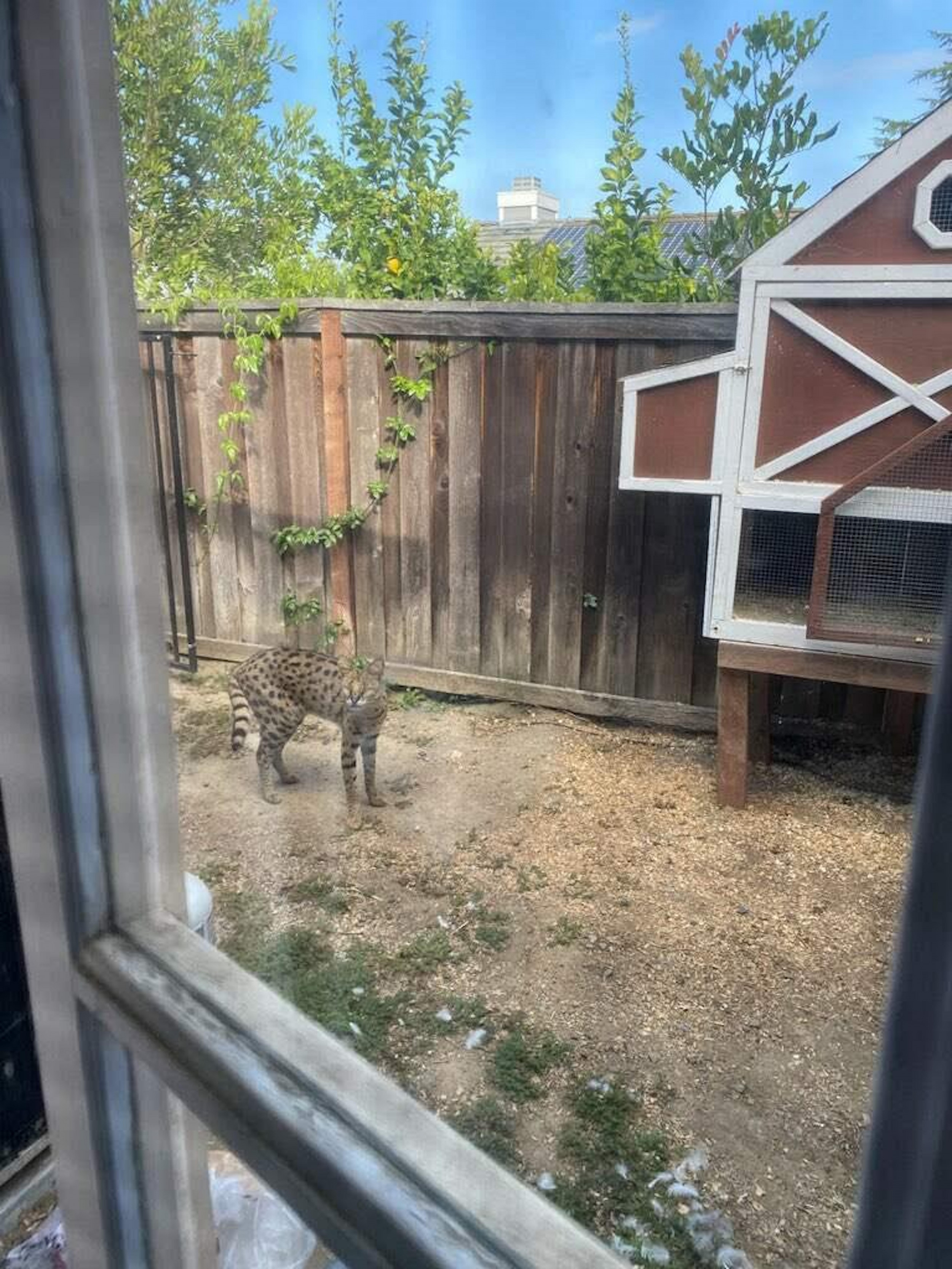 Savannah cat clearance enclosure