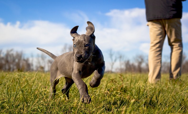 File photo of a puppy.