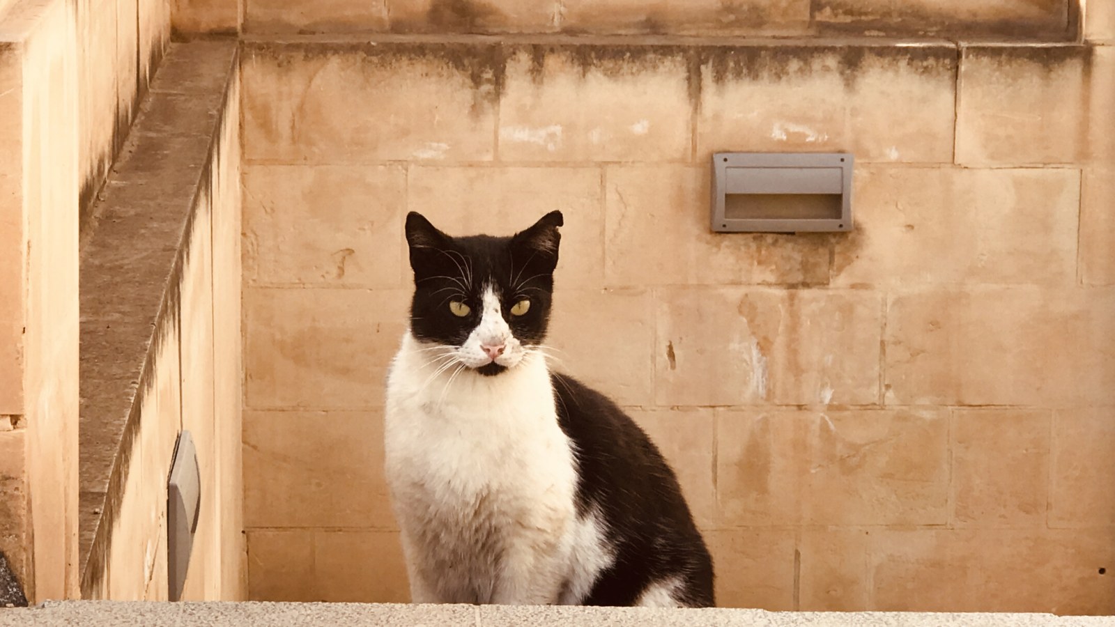 Cats Remember Being Worshipped In Ancient Egypt In Hilarious Online Trend Cats Remember Being Worshipped In Ancient Egypt In Hilarious Online Trend