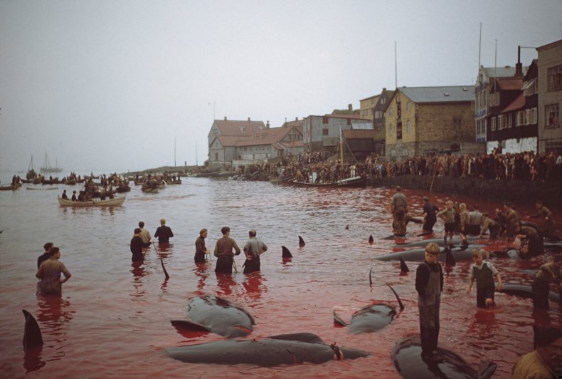 Faroe Islands slaughtered pilot whales