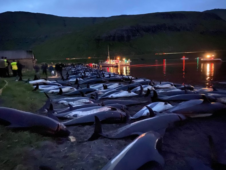 Dolphins massacred Faroe Islands