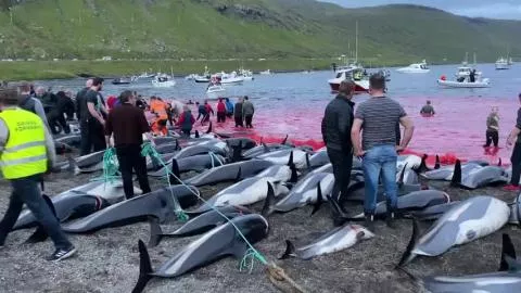 Horrific Footage Shows 1,500 Dolphins Slaughtered in Largest Massacre Ever  Recorded