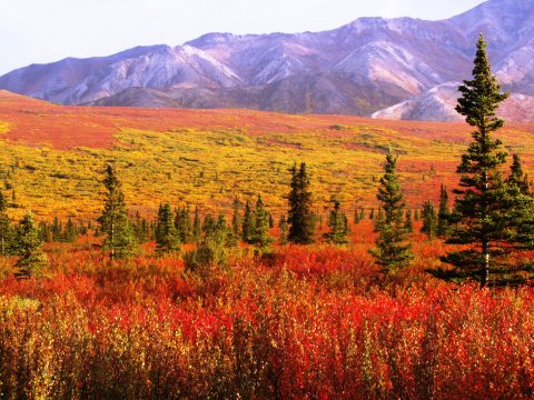 Beyond New England, The World's Best Fall Foliage