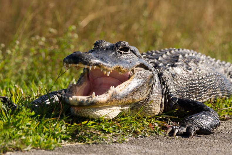 Authorities Find Human Remains In Alligator