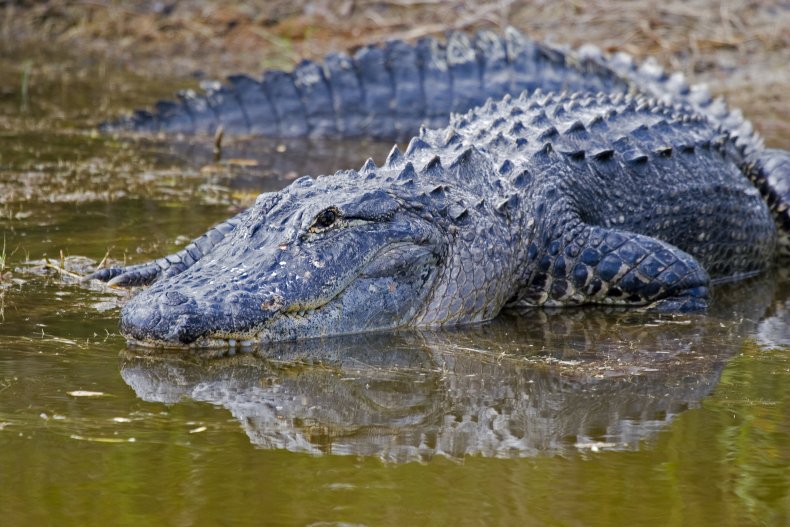 An Alligator in its natural habitat