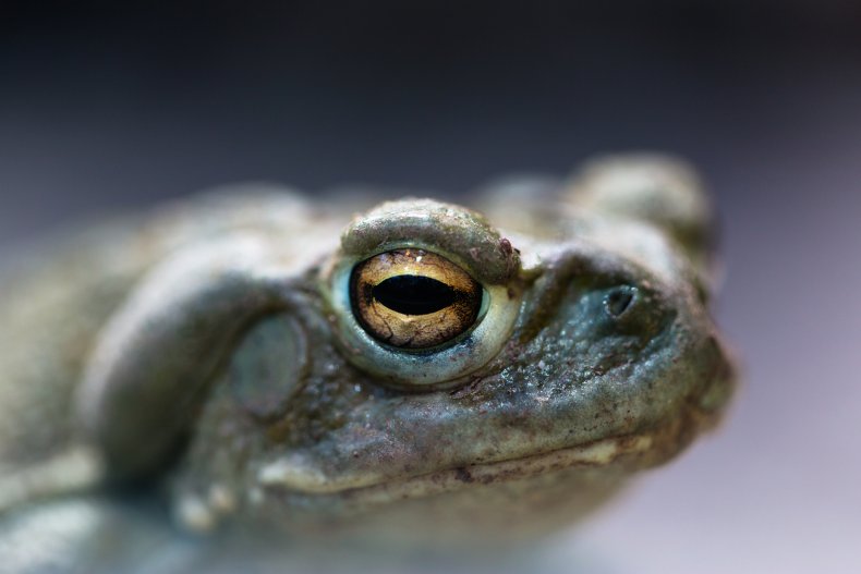 Colorado River Toad Venom for Depression Treatment