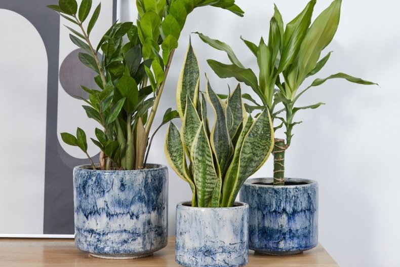Plants