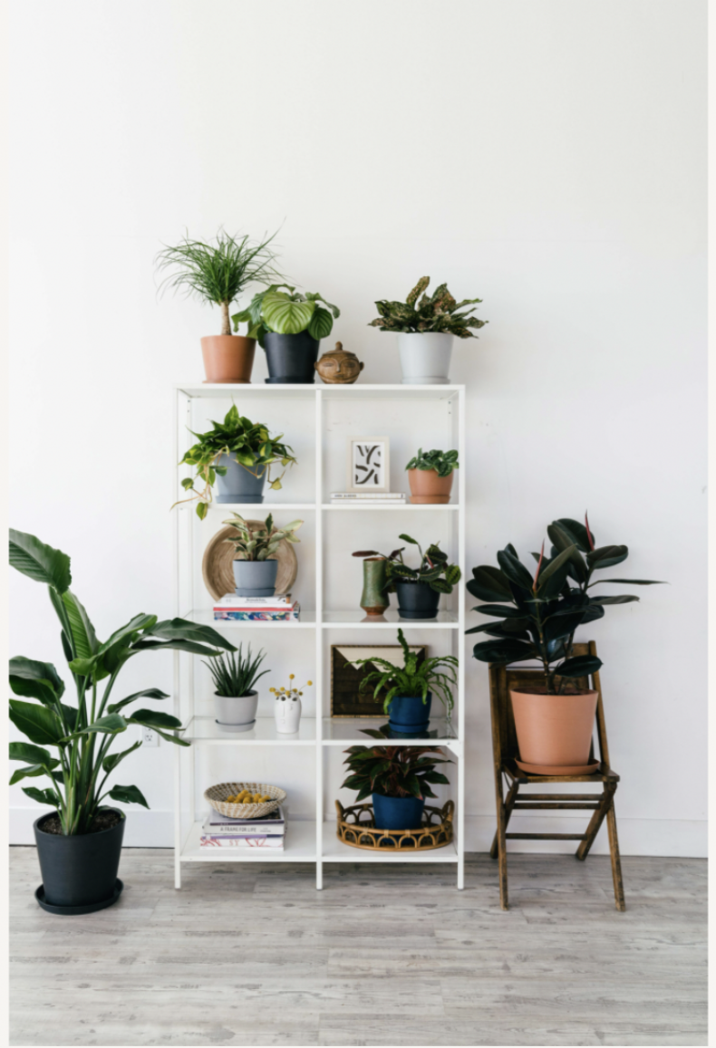 Plants