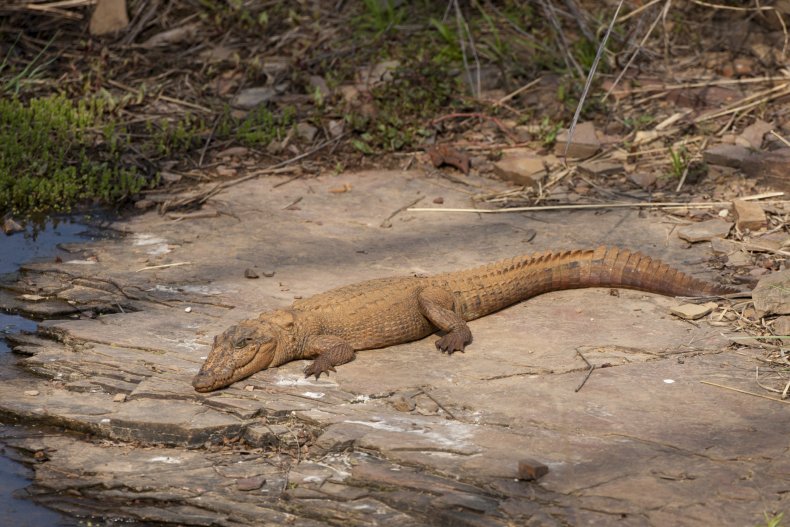 Asian crocodile
