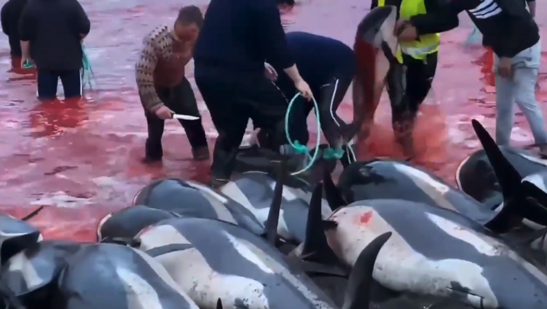 Dolphins massacred Faroe Islands