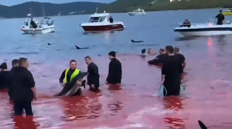 Dolphins massacred Faroe Islands