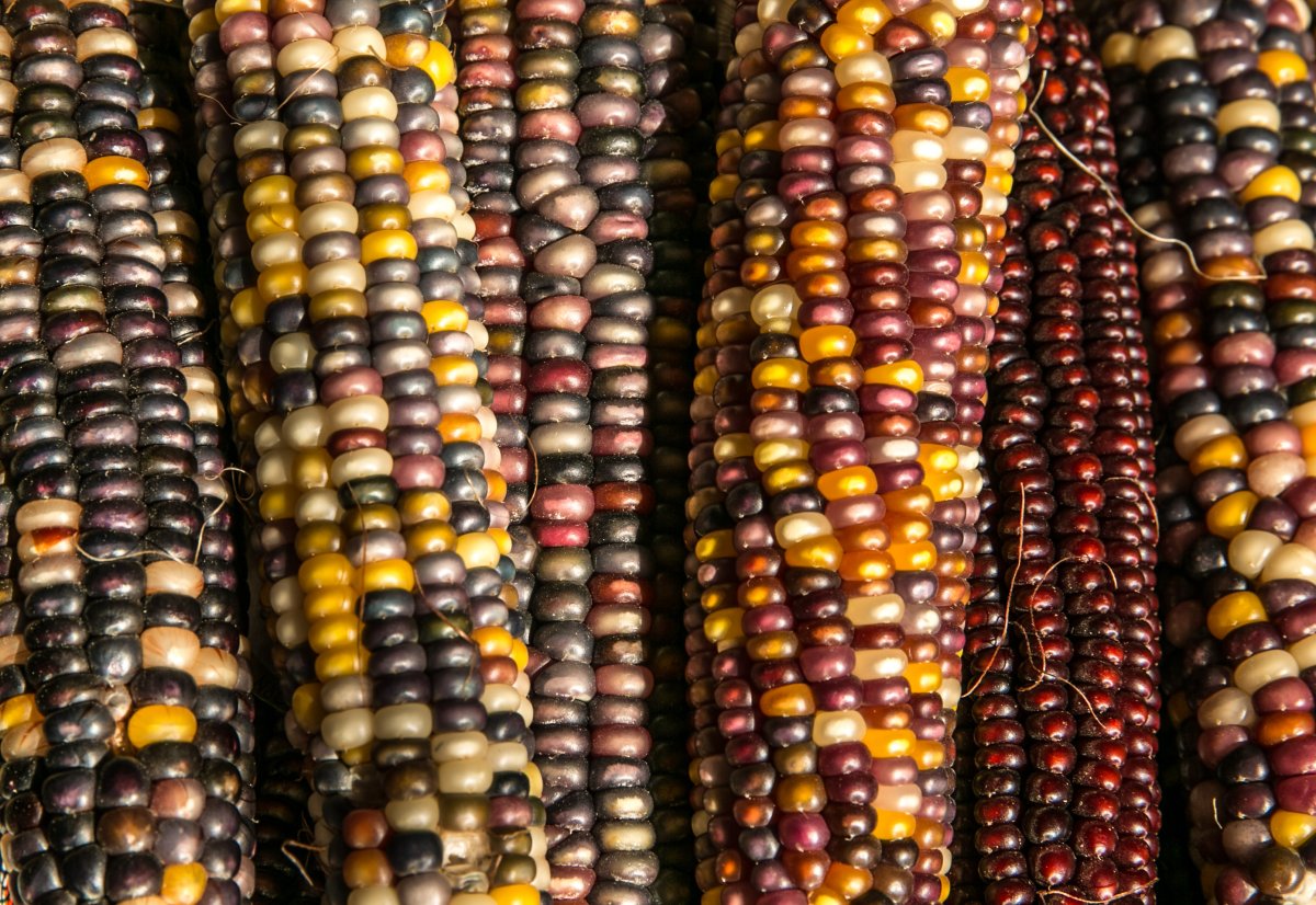 colorful maize (corn) is viewed