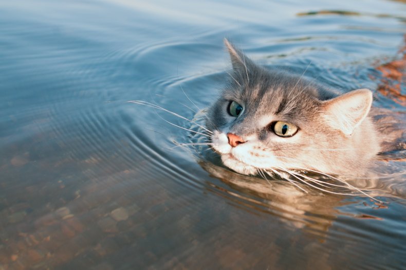 A cat going for a swim.