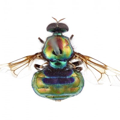 Soldier fly named after RuPaul, Opaluma rupaul. Soldier fly named after RuPaul, Opaluma rupaul.
