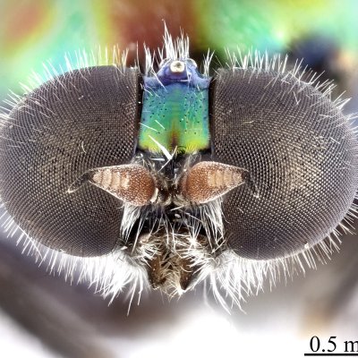 Soldier fly named after RuPaul, Opaluma rupaul. Soldier fly named after RuPaul, Opaluma rupaul.
