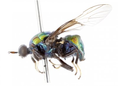 Soldier fly named after RuPaul, Opaluma rupaul. Soldier fly named after RuPaul, Opaluma rupaul.