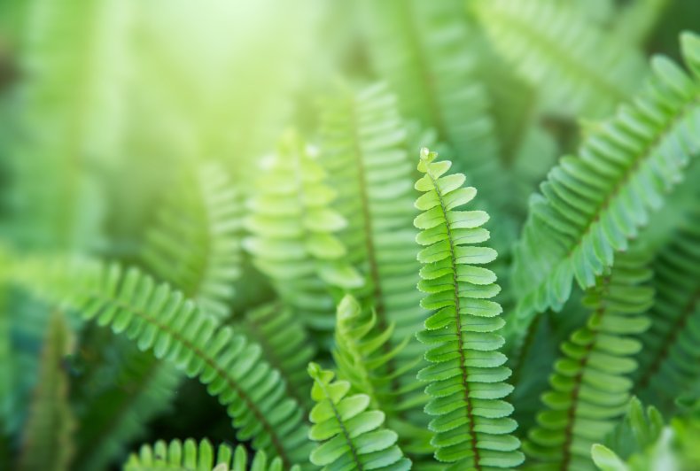 Fern leaves seen under sunlight.