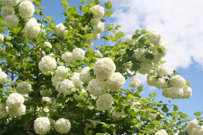A Viburnum opulus plant with white flowers.