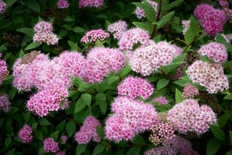 A Spiraea japonica plant with pink flowers.