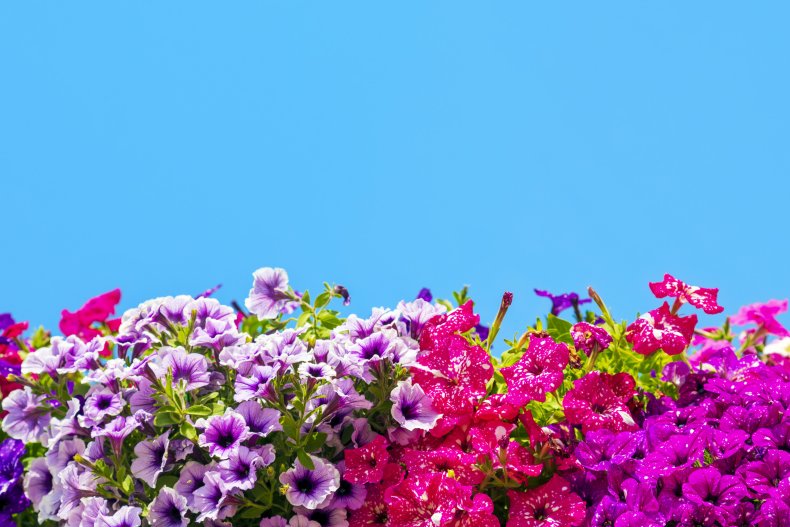 Colorful petunia flowers against a blue sky.