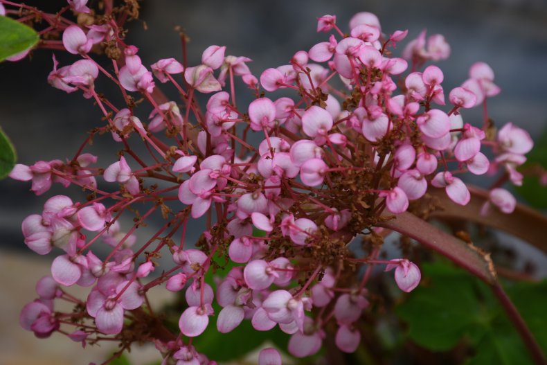 A bunch of pink angel wing begonias.