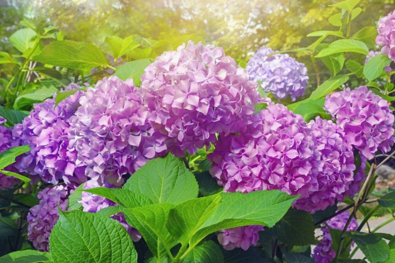 Pink hydrangea flowers seen in a park.