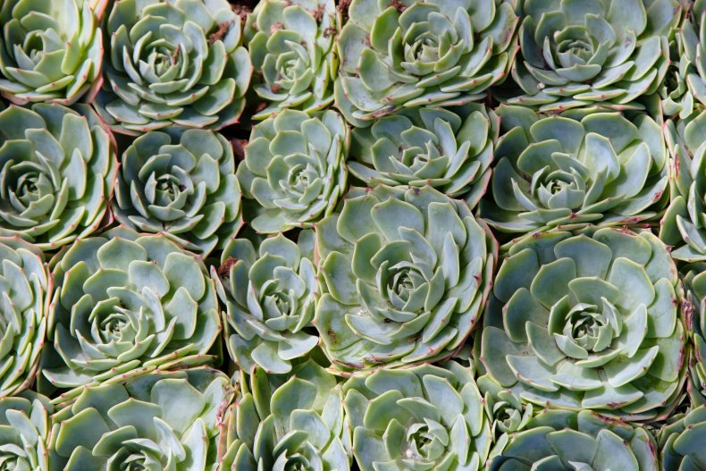 A group of sedum plants.